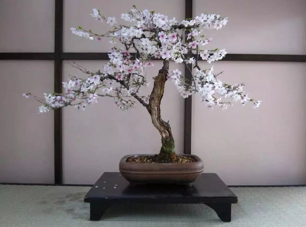 Bonsai Black Cherry Tree Seeds - Fruit Bearing Prunus serotina - 20 Seeds for Outdoor & Indoor Cultivation