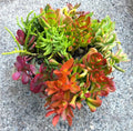 Crassula Jade Plant Cuttings Collection - 10 Varieties + 2 Free Organic Succulent Plants for Beginners