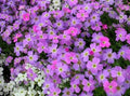 Virginia Stock Seeds 100 Count - Lilac & White Flowers - Malcomia maritima - Easy to Grow, Fragrant, Pollinator Attractant