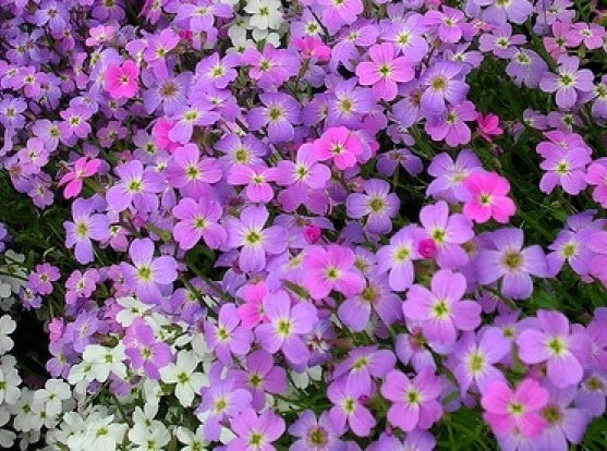 Virginia Stock Seeds 100 Count - Lilac & White Flowers - Malcomia maritima - Easy to Grow, Fragrant, Pollinator Attractant
