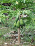 Solo Sunrise Papaya Seeds - Fast-Growing Carica papaya Fruit, Low-Ground, 9-Month Harvest, Home Garden, Non-GMO Seeds