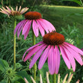 Echinacea purpurea 'Magnus' Coneflower Live Plant - Purple Perennial Starter, 4+ Inches, Pollinator Attracting, Drought-Tolerant