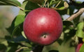 McIntosh Apple Seeds - 25+ Pack for Gardening, Fruit Tree Cultivation, Malus domestica, Non-GMO, USA