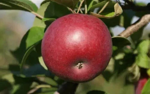 McIntosh Apple Seeds - 25+ Pack for Gardening, Fruit Tree Cultivation, Malus domestica, Non-GMO, USA