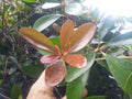 Leann Cleyera Scions - 20 Thin Cuttings for Evergreen Hedge - Cleyera japonica Rooting Stock