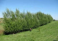 Austree Hybrid Willow Tree Cuttings - 10 Pack, Fast-Growing Privacy Hedge, Salix x matsudana × Salix alba