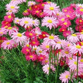 Painted Daisy Seeds - Robinson's Giant Mix - Non-GMO Perennial with Large Colorful Flowers - 100 Seeds