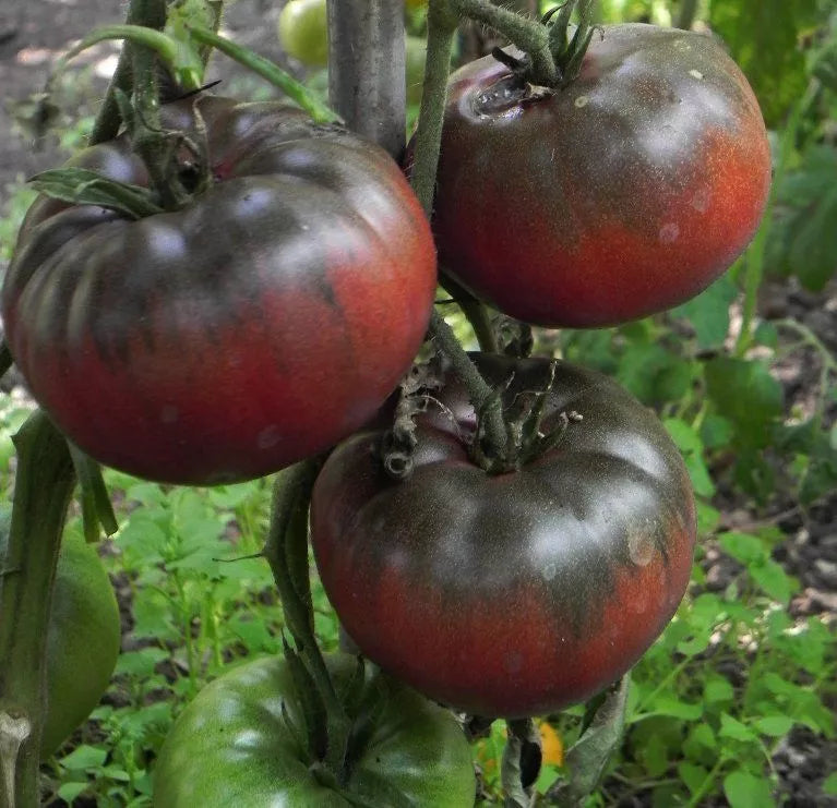 Black Krim Tomato Seeds - Non-GMO Heirloom, Rare Solanum lycopersicum, Indeterminate, Dark Reddish-Purple, Vegetable Garden Seeds