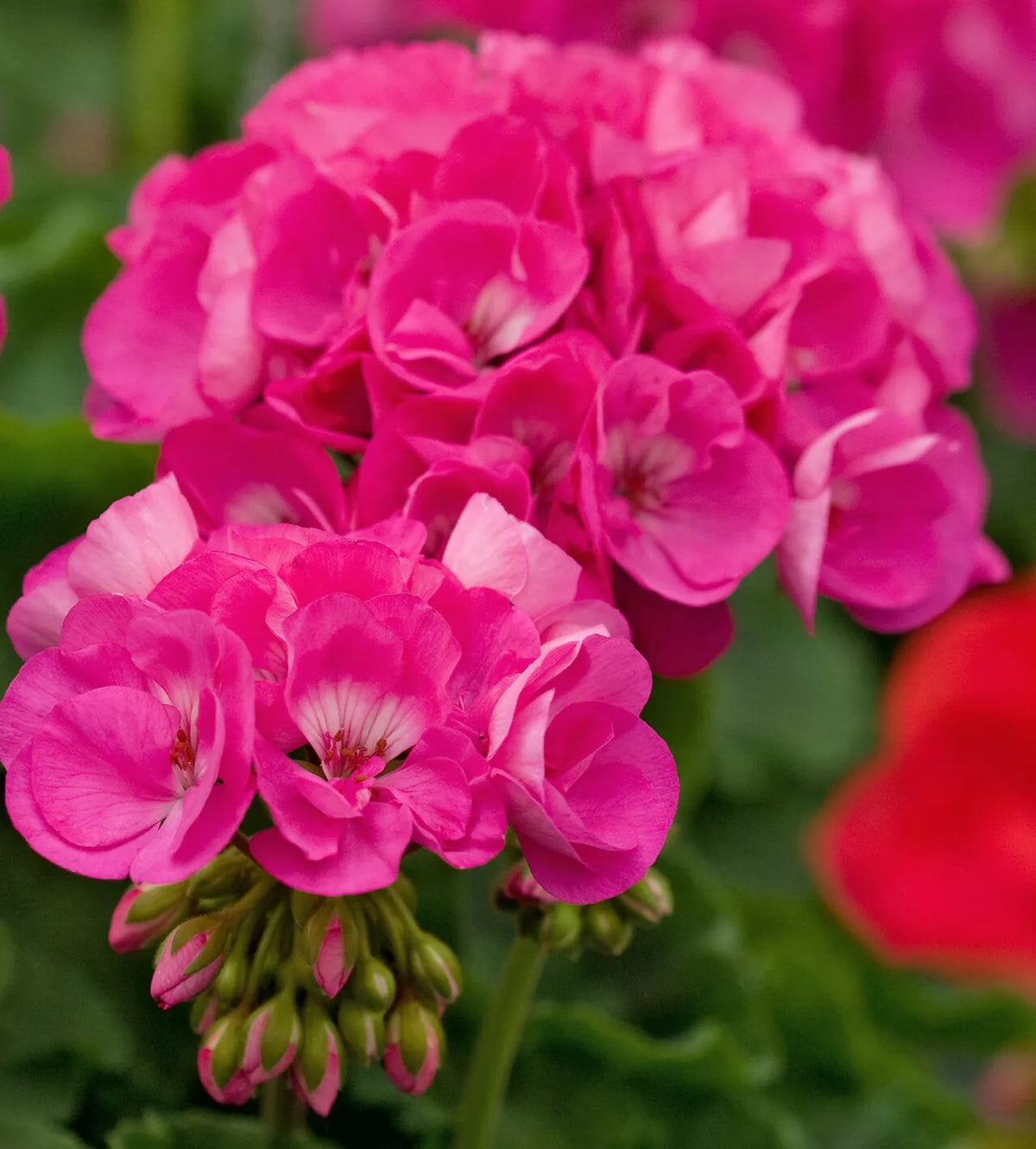Geranium Cuttings 4-Pack Double Bright Pink Pelargonium for Rooting, Indoor & Outdoor Gardening