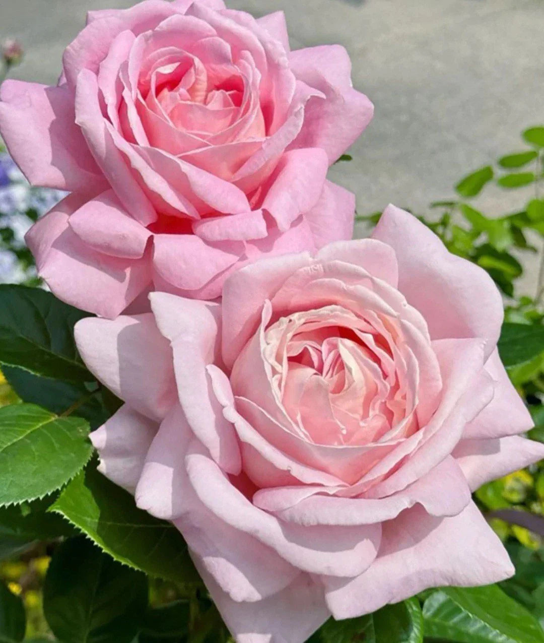 Light Pink Rose Cuttings - 3 Fresh Unrooted Rosa spp. Propagation Material for Garden or Floral Arrangements