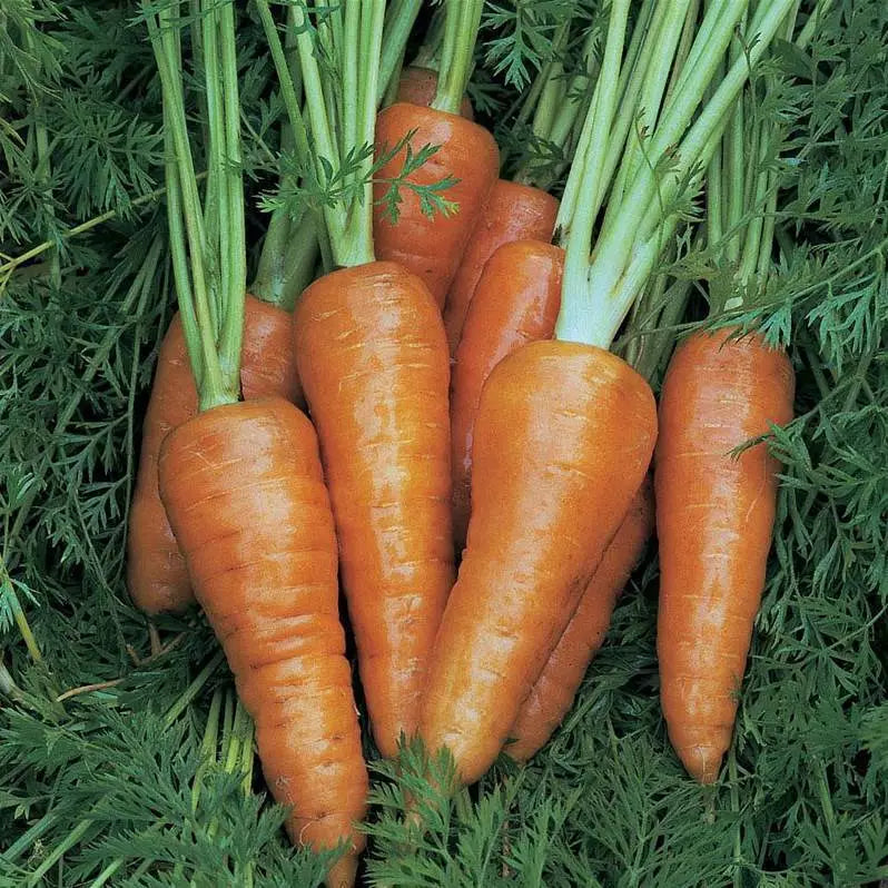 Chantenay Red Cored Carrot Seeds - 1000+ Non-GMO Vegetable Seeds for Home Gardens - Daucus carota