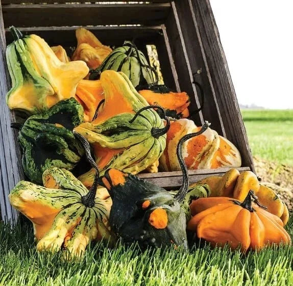 Gremlins Gourd Seeds for Planting, Fall Decor Variety, Cucurbita pepo, Whimsical Gourds for Autumn Arrangements
