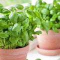 Basil Seeds for Pots - Large Sweet Non-GMO Herb - 500 Seeds - Container Garden, Culinary, Ocimum basilicum