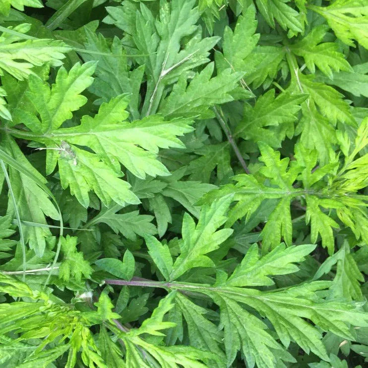 Mugwort Seeds - Yomogi Variety for Planting - Artemisia Princeps Herb Seeds for Culinary & Herbal Use