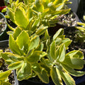Variegated Pink Stonecrop Sedum 'Autumn Charm' Perennial Plant - Upright Succulent Ground Cover