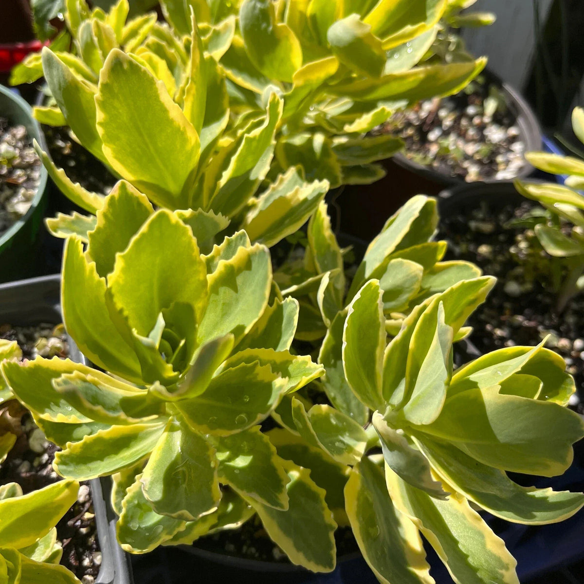 Variegated Pink Stonecrop Sedum 'Autumn Charm' Perennial Plant - Upright Succulent Ground Cover