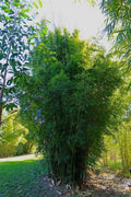 Gracilis Bamboo Seeds - 50 Count Clumping Privacy Plant for Garden Shade Bambusa textilis var. gracilis Seeds