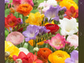 Freesia and Ranunculus Flower Seed Collection – 150 Seeds for Garden, Borders, Containers, Vibrant Colors, Fragrant, Easy to Grow