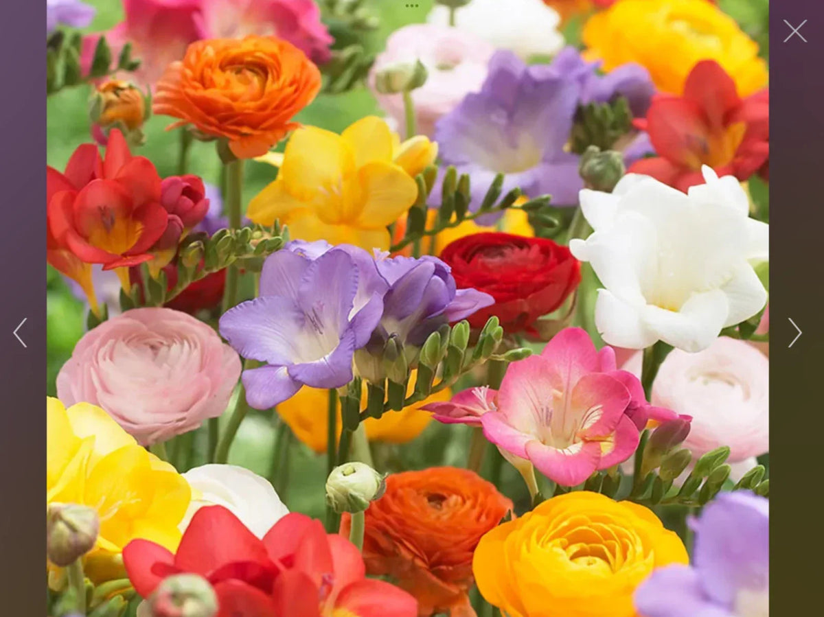 Freesia and Ranunculus Flower Seed Collection – 150 Seeds for Garden, Borders, Containers, Vibrant Colors, Fragrant, Easy to Grow