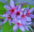 Light Purple Pink Plumeria Seeds - Perennial Frangipani Plants for Gardens & Landscaping