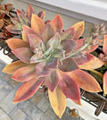 Graptoveria Fred Ives Succulent Cutting - 6-Inch Live Plant, Rare, Easy Care, Indoor Outdoor Decor, Rosette, Low Maintenance