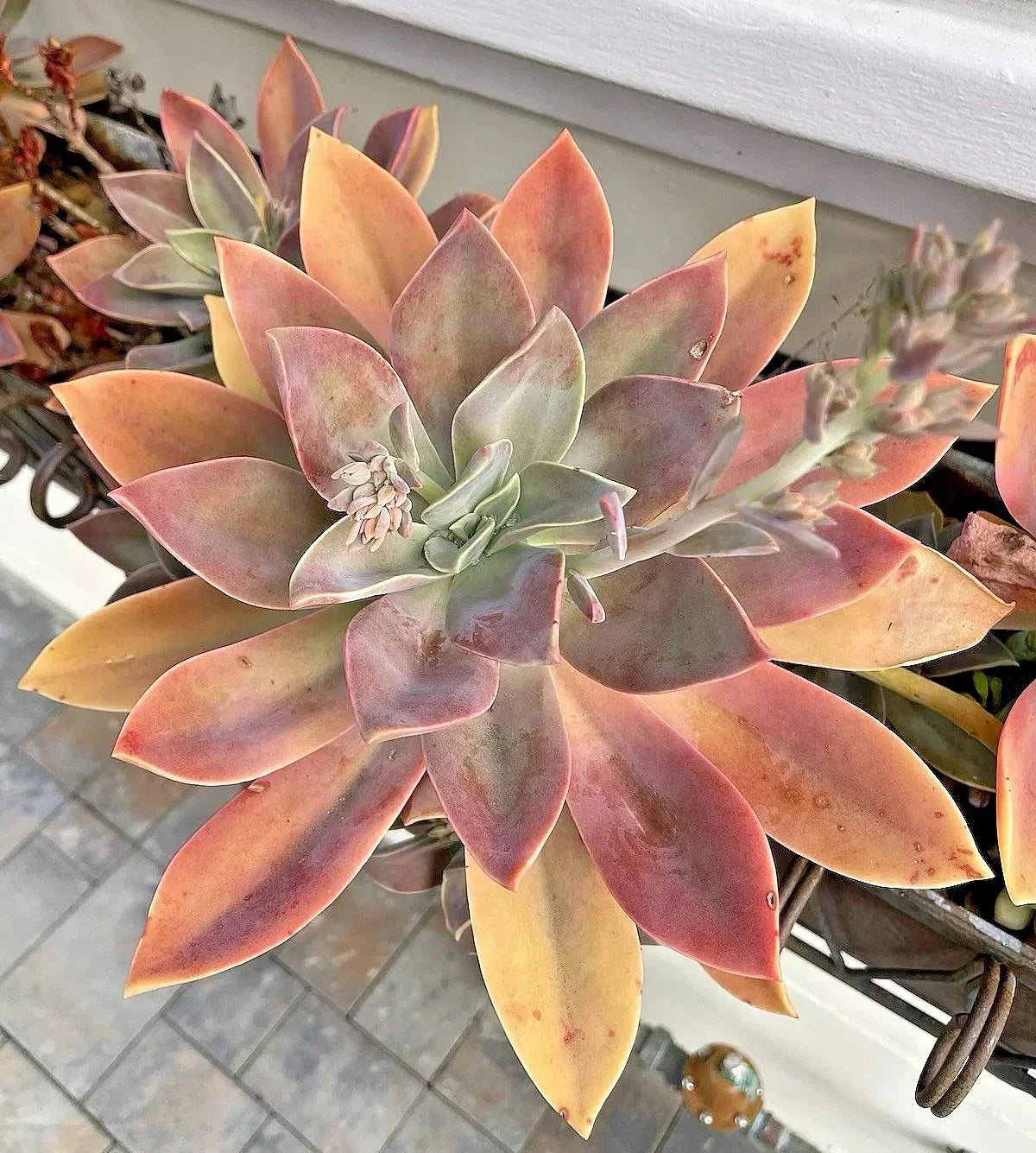 Graptoveria Fred Ives Succulent Cutting - 6-Inch Live Plant, Rare, Easy Care, Indoor Outdoor Decor, Rosette, Low Maintenance