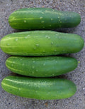 Straight Eight Slicing Cucumber Seeds - Non-GMO, Heirloom, 50+ Seeds for Home Garden, Cucumis sativus