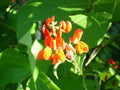 Scarlet Runner Bean Seeds - Phaseolus coccineus - Edible Pods & Flowers - Climbing Vining Plant, 15 Seeds