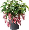 Medinilla magnifica Starter Plant - Live Well-Rooted Tropical Houseplant in 6-Inch Pot