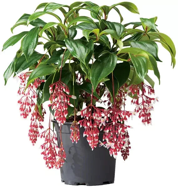Medinilla magnifica Starter Plant - Live Well-Rooted Tropical Houseplant in 6-Inch Pot