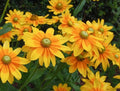 Rudbeckia Irish Spring Seeds - Black-Eyed Susan Perennial Flower Seeds for Garden, 20 Pack