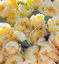 Moonlight Romantica Rose Plant Cuttings - 3 Unrooted 6-Inch Clippings Rosa 'Moonlight Romantica' Climbing Rose