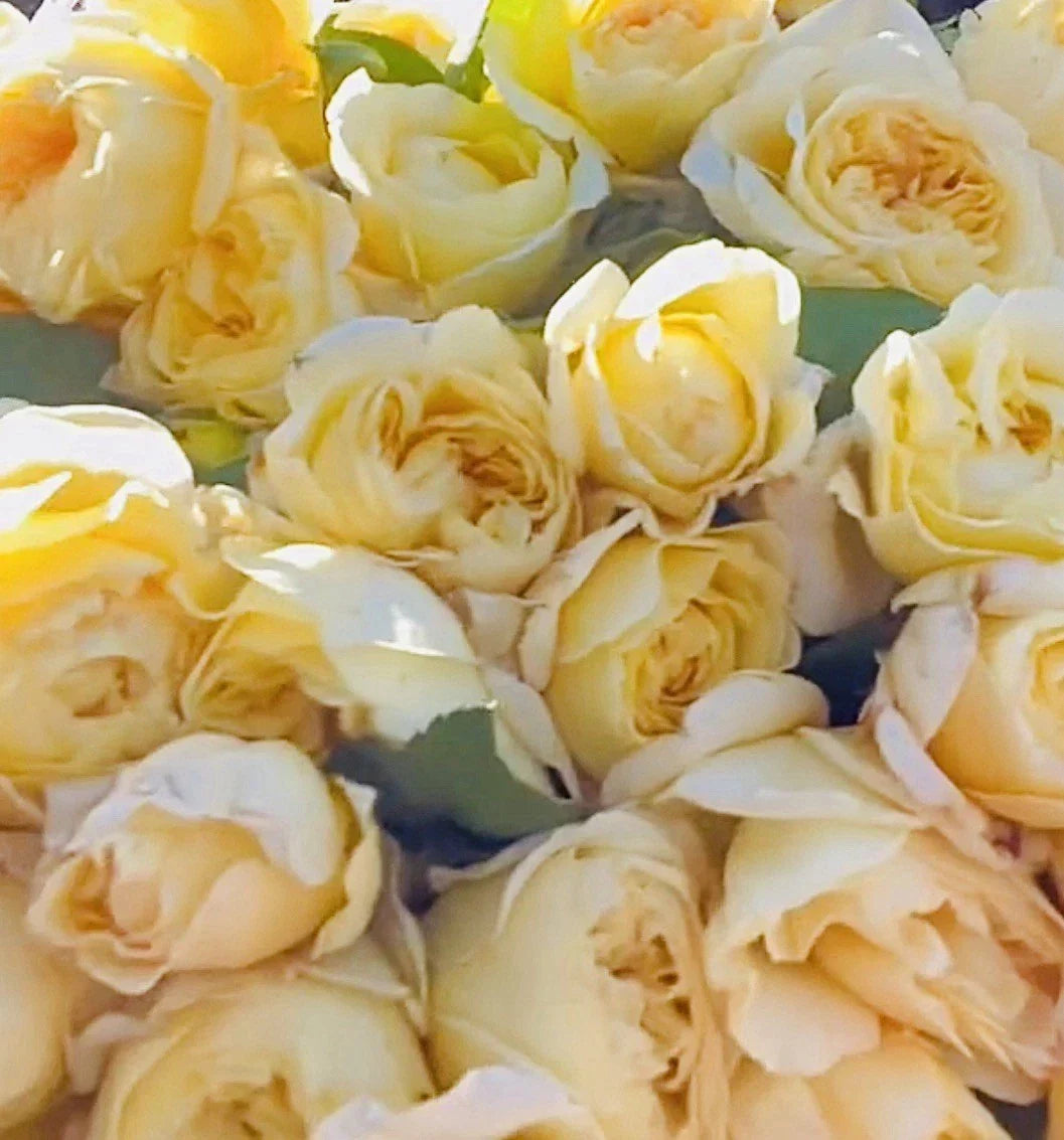 Moonlight Romantica Rose Plant Cuttings - 3 Unrooted 6-Inch Clippings Rosa 'Moonlight Romantica' Climbing Rose
