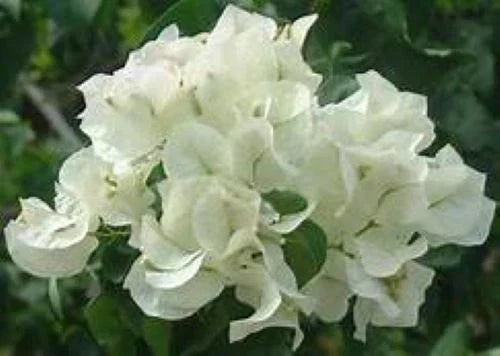 Bougainvillea Starter Plant - Keywest White Bare Root Tropical Flowering Plant - Bougainvillea glabra