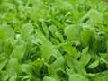 Organic Heirloom Arugula Seeds - Roquette Variety - Non-GMO Garden Seeds for Salad and Garnish