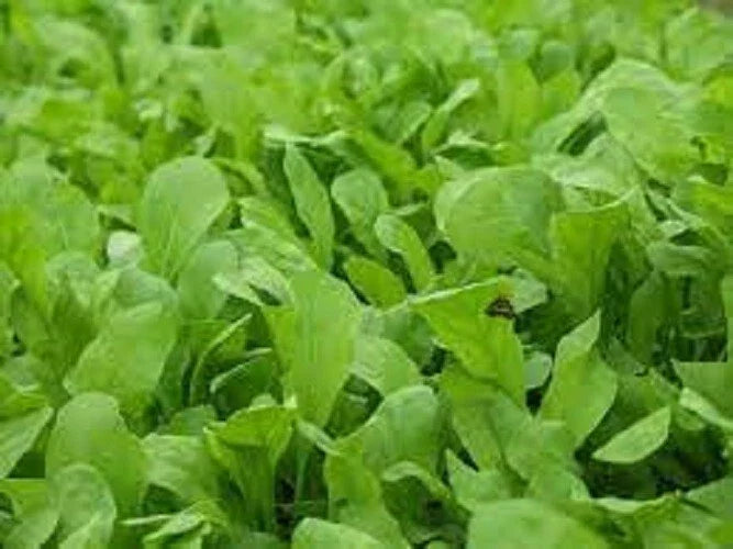 Organic Heirloom Arugula Seeds - Roquette Variety - Non-GMO Garden Seeds for Salad and Garnish
