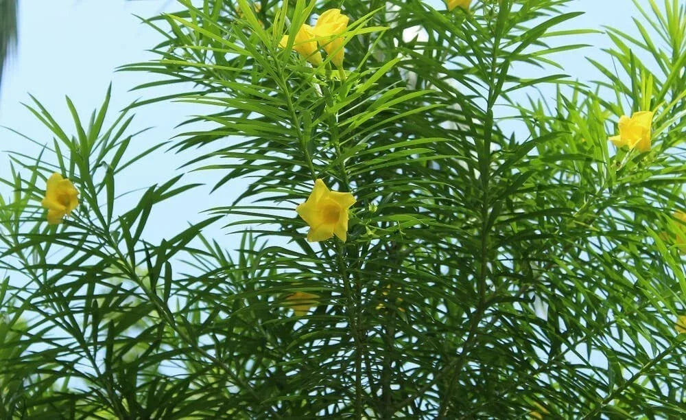 Lucky Nut Bush Seeds - Thevetia peruviana Tropical Flowering Plant Seeds for Garden, Shrubs, 3-6 Feet Height