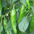 Anaheim Chili Hot Pepper Seeds | Heirloom, Non-GMO, Capsicum annuum, Garden Seeds