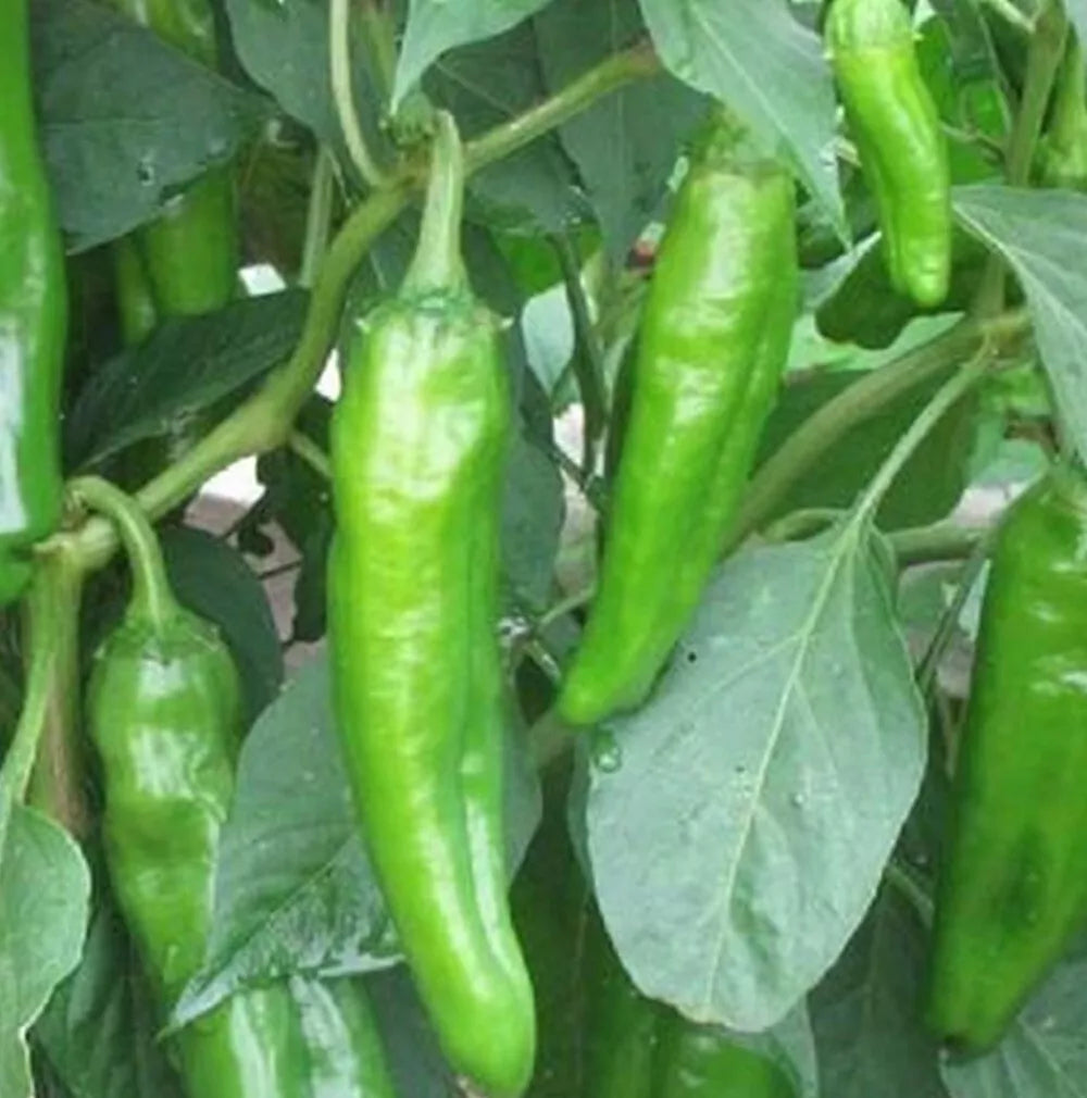 Anaheim Chili Hot Pepper Seeds | Heirloom, Non-GMO, Capsicum annuum, Garden Seeds
