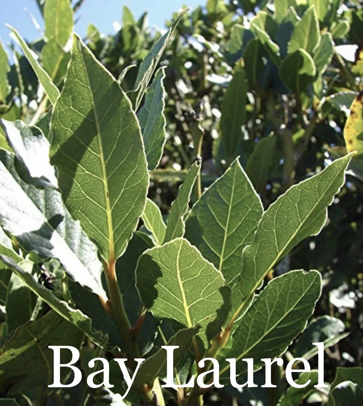 Sweet Laurel Bay Tree Cuttings - 50 Pack Laurus nobilis Evergreen Shrubs for Culinary & Garden Use
