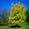 Osage Orange Tree Seeds 20 Pack Maclura Pomifera Hedge Apple Fast Growing Drought-Resistant