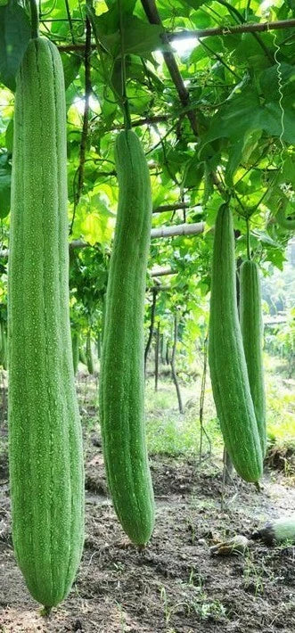 Luffa Gourd Seeds - Organic Fresh Sponge Gourd Seeds - Luffa aegyptiaca - Climbing Vine for Home Garden