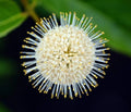 Buttonbush Seeds 100 Count - Cephalanthus occidentalis Native Wetland Plant Pollinator Friendly