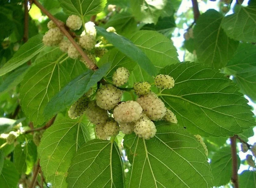 White Mulberry Tree Seeds - Organic Morus alba Heirloom Seeds for Garden, Edible Berries, Full Sun, Non-GMO, 30++ Seeds