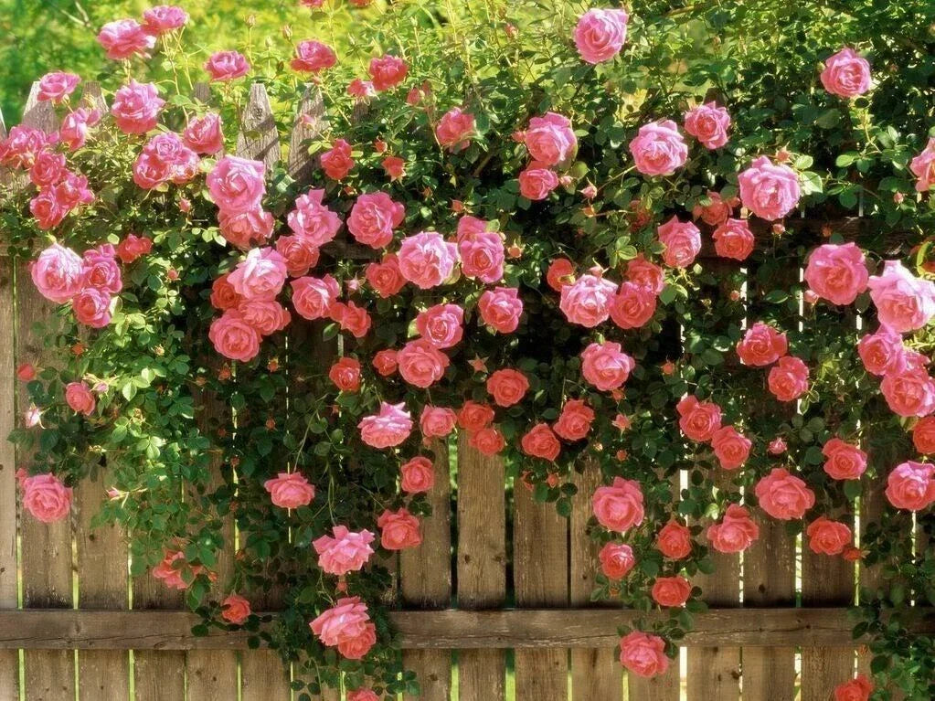 Pink Climbing Rose Seeds – Rosa spp. Fragrant Climber for Gardens, Fences & Arbors, Butterfly Attracting, 10 Seeds