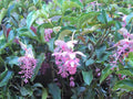 Royal Chandelier Medinilla Plant | Live Well Rooted Starter | Medinilla magnifica