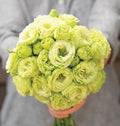 Lisianthus Flower Seeds - Pelleted 20 Clear Green Eustoma grandiflorum for Garden & Cut Flowers