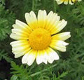Garland Daisy Seeds 500+ | Bright Yellow & White Flowers | Chrysanthemum coronarium | Easy to Grow Flowering Plant