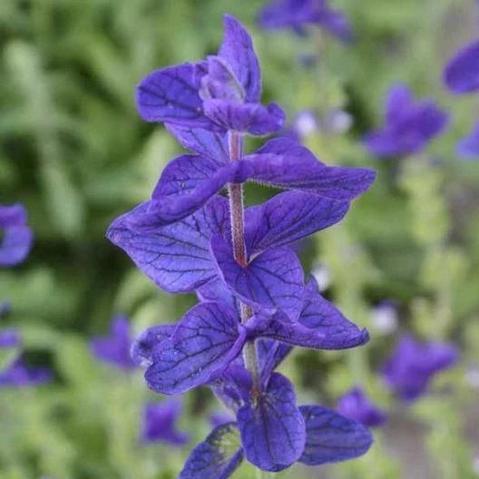Clary Sage Seeds Blue Monday Salvia Perennial Non-GMO Herb for Sun or Shade, 200 Count