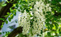 Black Locust Tree Seeds 30 Pack Robinia pseudoacacia for Planting and Landscaping